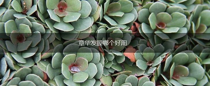 章华发膜哪个好用,第1张