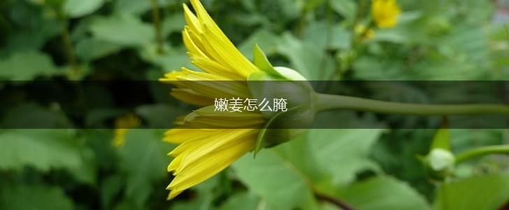 嫩姜怎么腌,第1张