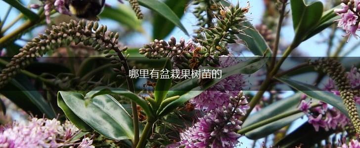 哪里有盆栽果树苗的,第1张