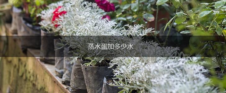 蒸水蛋加多少水,第1张