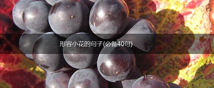 形容小花的句子(必备40句),第1张