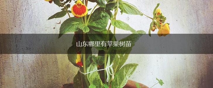 山东哪里有苹果树苗,第1张