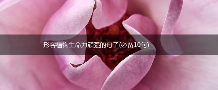 形容植物生命力顽强的句子(必备10句),第1张