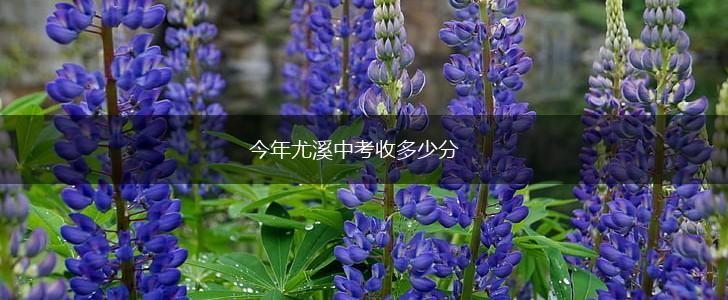 今年尤溪中考收多少分,第1张