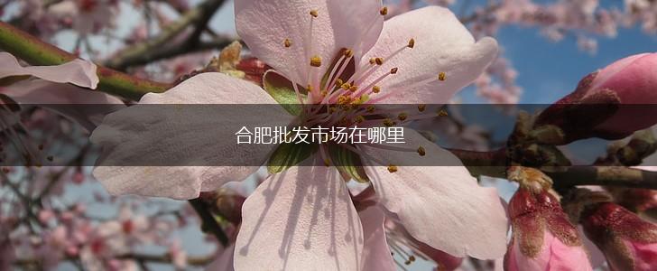 合肥批发市场在哪里,第1张
