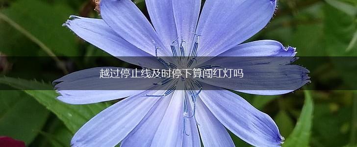 越过停止线及时停下算闯红灯吗,第1张