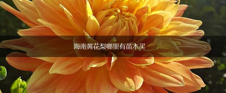 海南黄花梨哪里有苗木买,第1张