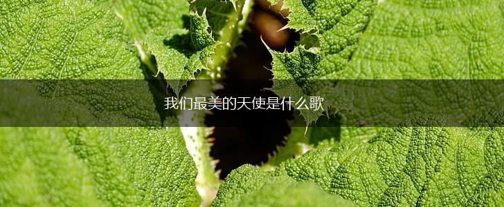 我们最美的天使是什么歌,第1张