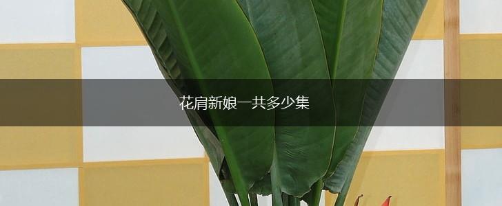 花肩新娘一共多少集,第1张