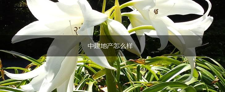 中建地产怎么样,第1张