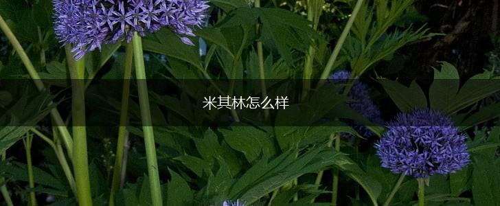 米其林怎么样,第1张