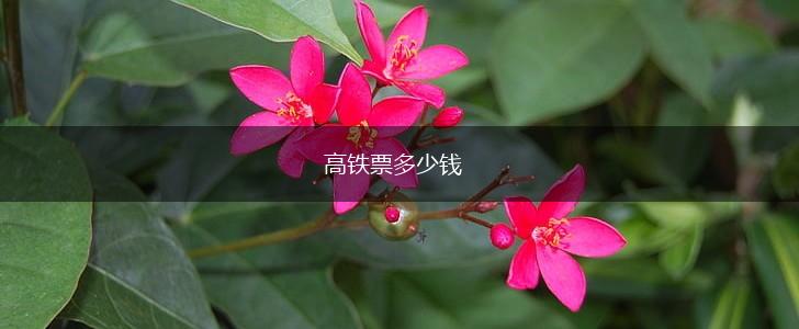 高铁票多少钱,第1张
