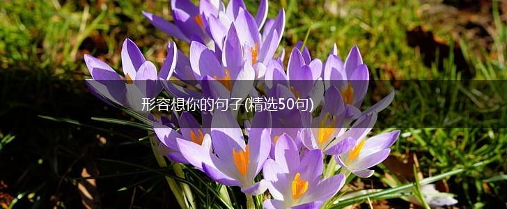 形容想你的句子(精选50句),第1张