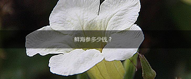 鲜海参多少钱？,第1张