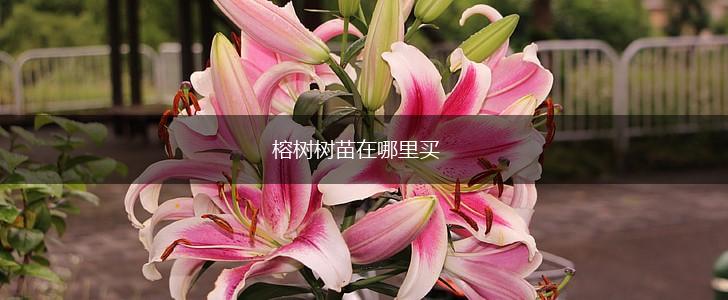 榕树树苗在哪里买,第1张