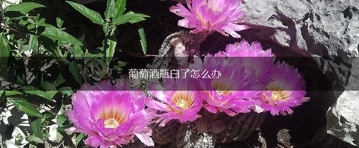 葡萄酒瓶白了怎么办,第1张