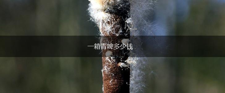 一箱青啤多少钱,第1张
