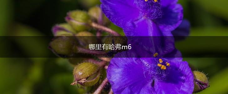 哪里有哈弗m6,第1张