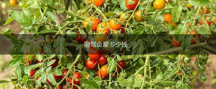 迎驾金星多少钱,第1张