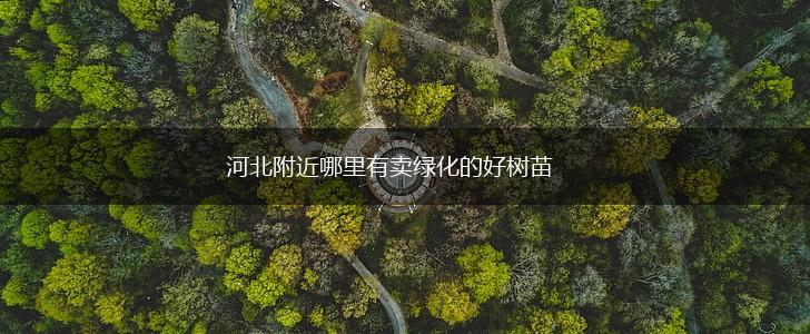 河北附近哪里有卖绿化的好树苗,第1张