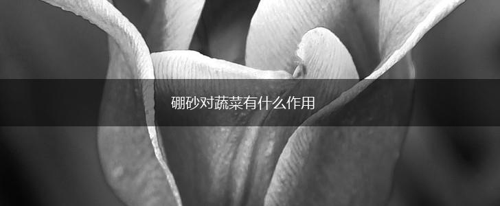 硼砂对蔬菜有什么作用,第1张