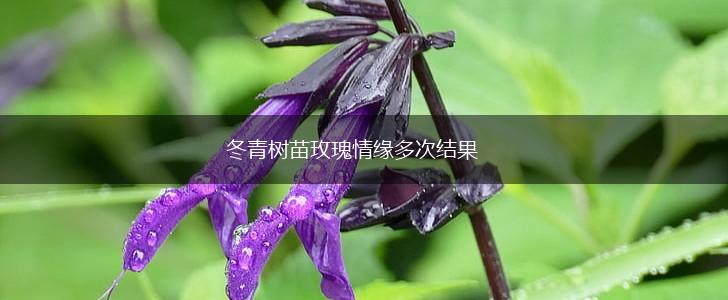 冬青树苗玫瑰情缘多次结果,第1张