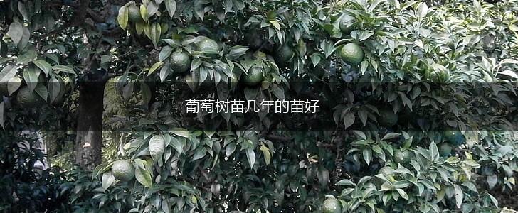 葡萄树苗几年的苗好,第1张