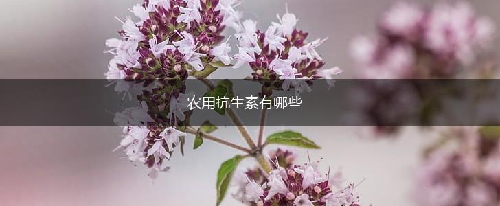 农用抗生素有哪些,第1张