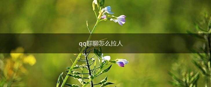 qq群聊怎么拉人,第1张