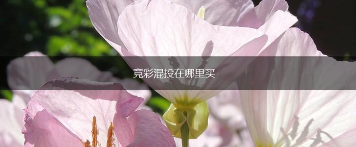 竞彩混投在哪里买,第1张