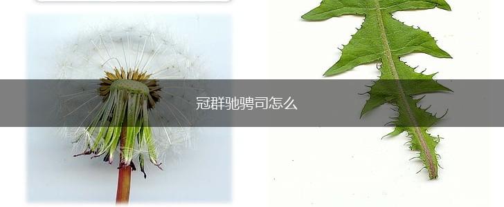 冠群驰骋司怎么,第1张
