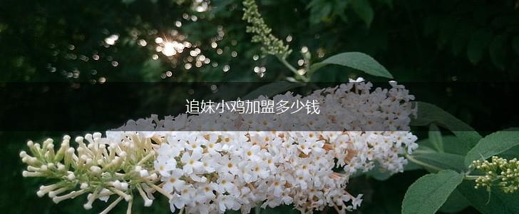 追妹小鸡加盟多少钱,第1张
