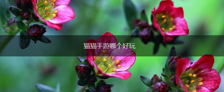 猫猫手游哪个好玩,第1张