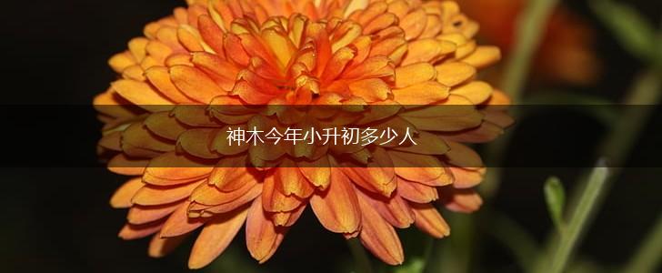 神木今年小升初多少人,第1张