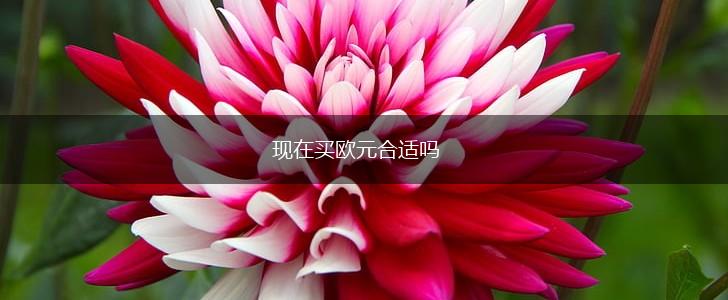 现在买欧元合适吗,第1张