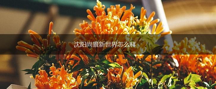 沈阳尚景新世界怎么样,第1张
