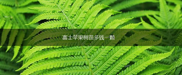 富士苹果树苗多钱一颗,第1张