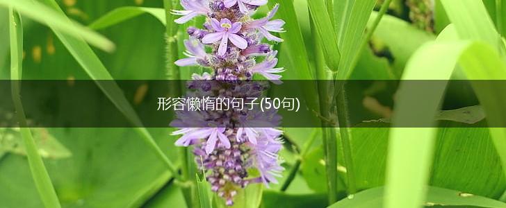 形容懒惰的句子(50句),第1张