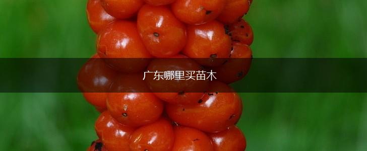 广东哪里买苗木,第1张