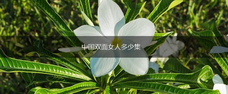 中国双面女人多少集,第1张
