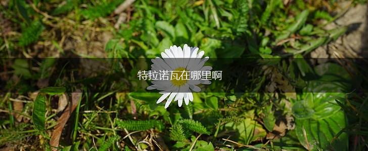特拉诺瓦在哪里啊,第1张