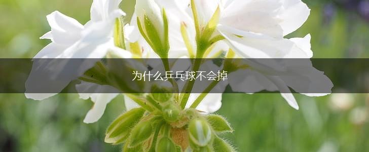 为什么乒乓球不会掉,第1张