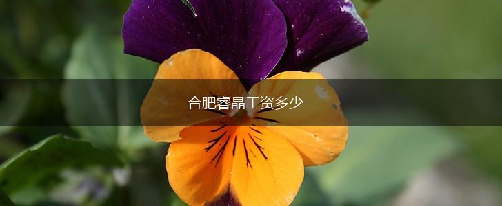 合肥睿晶工资多少,第1张