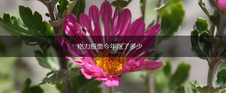 格力股票今年涨了多少,第1张