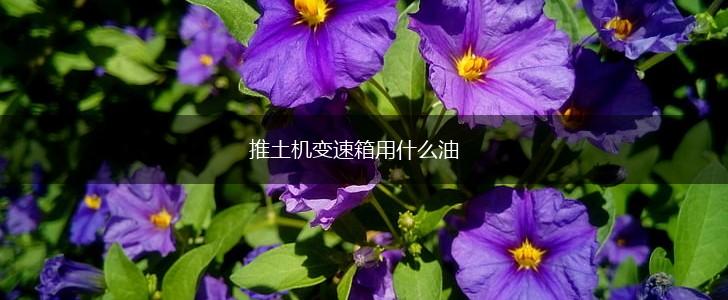 推土机变速箱用什么油,第1张