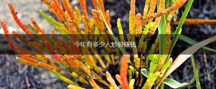 今年有多少人炒股赚钱,第1张