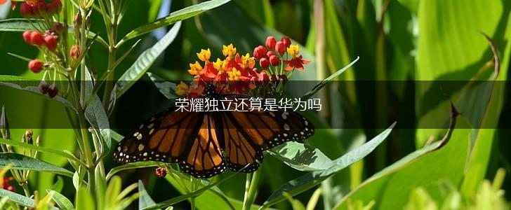 荣耀独立还算是华为吗,第1张