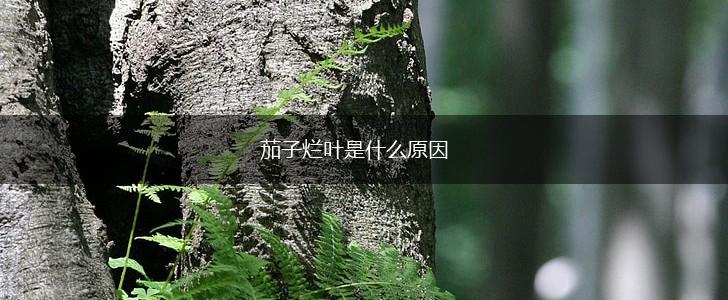 茄子烂叶是什么原因,第1张