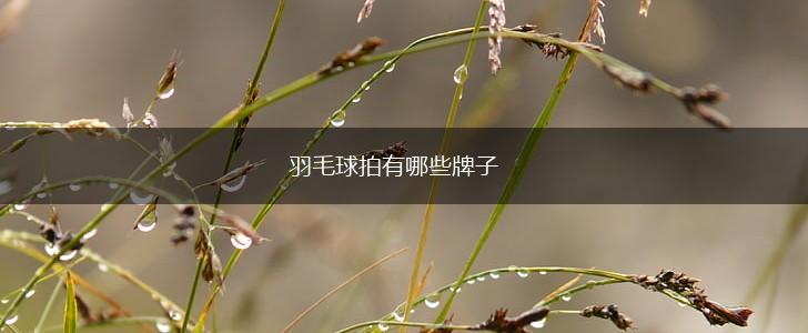 羽毛球拍有哪些牌子,第1张