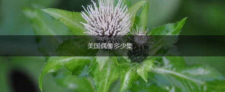 美国偶像多少集,第1张